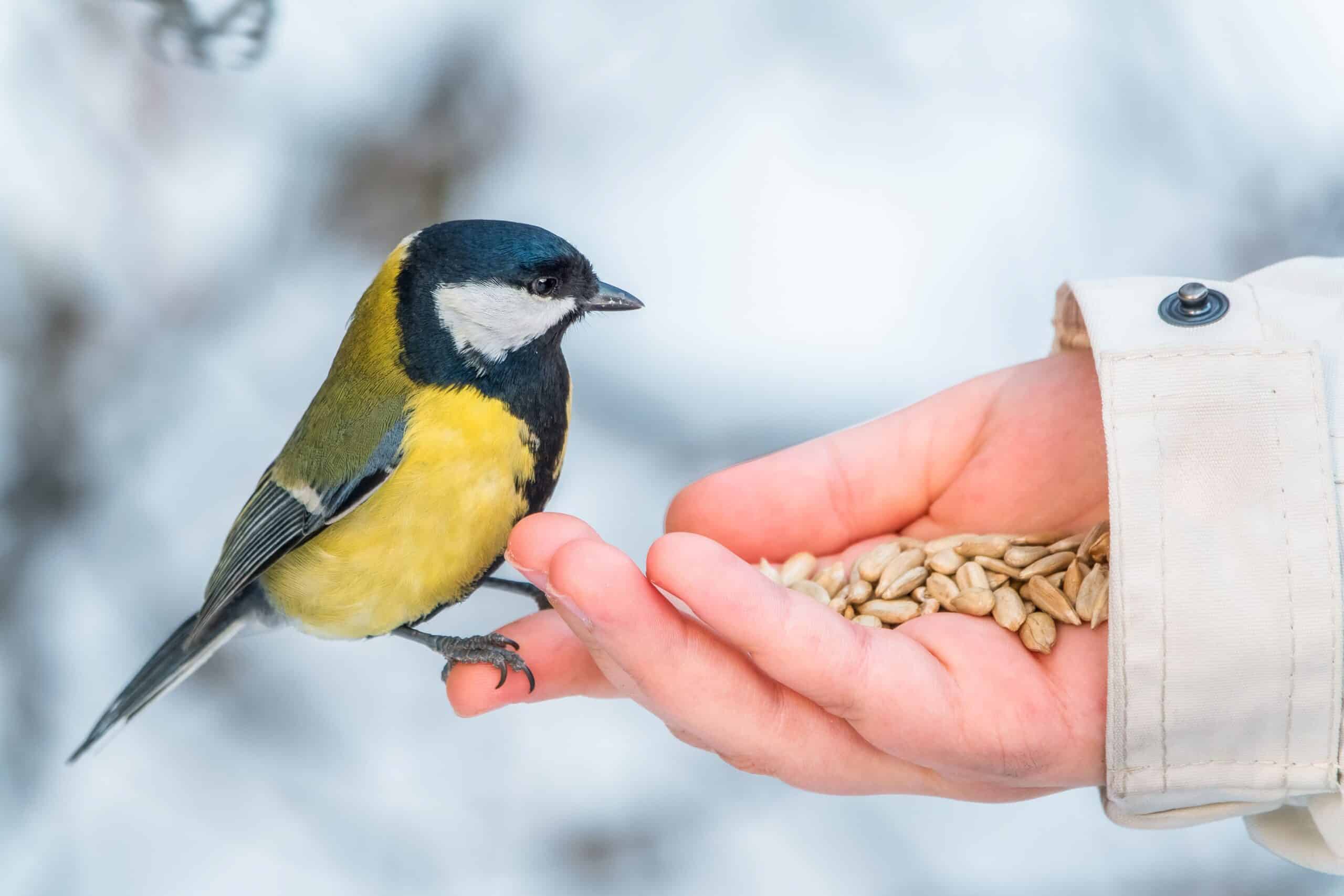 Wildvogelfutter 25 kg_Naturnah, um die Artenvielfalt zu retten.