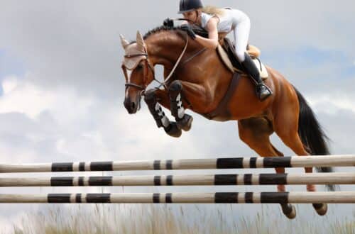 Jumping horses for sale: Jumping horse with female rider clearing an obstacle