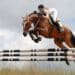 Jumping horses for sale: Jumping horse with female rider clearing an obstacle